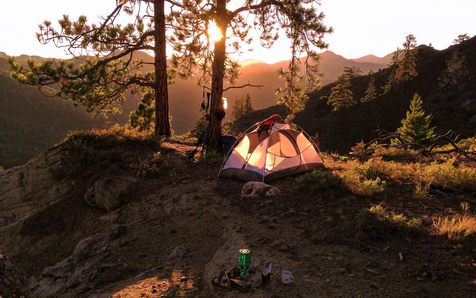 tent near tree